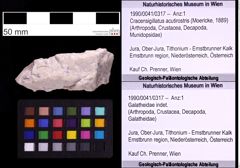 Foto (Objekt + Etiketten) von Cracensigillatus acutirostris (Moericke, 1889) (NHMW-GEO-1990-0041-0317)